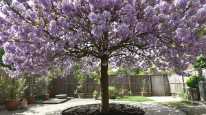 Cet arbre pousse aussi vite que le bambou, mais sa floraison spectaculaire fait toute la difference
