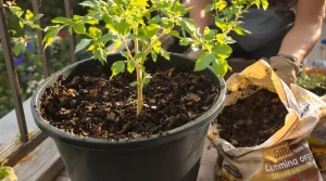 Vous ajoutez cette terre à vos tomates ? Les jardiniers expérimentés l’ont arrêtée depuis longtemps
